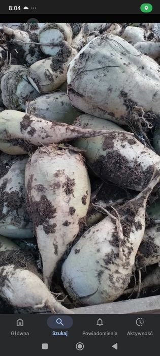 Buraki pastewne dla zwierząt