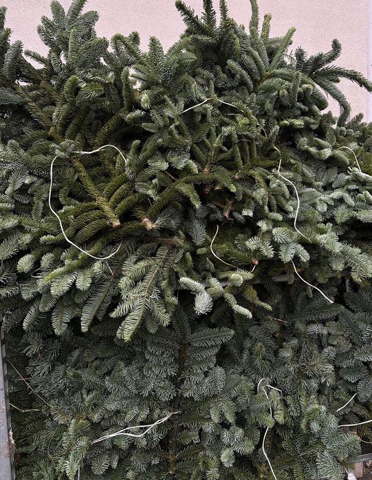 Банчі нобіліс 5 кг — ялинка для декору!