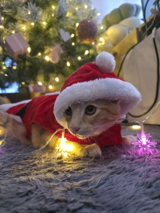 Gatinhos bebés 3,5 meses ADOÇÃO CONJUNTA