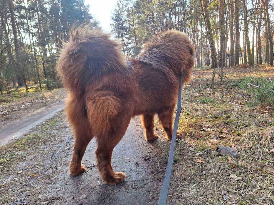 Тібецький мастиф з міжнародним родоводом ксу FCI