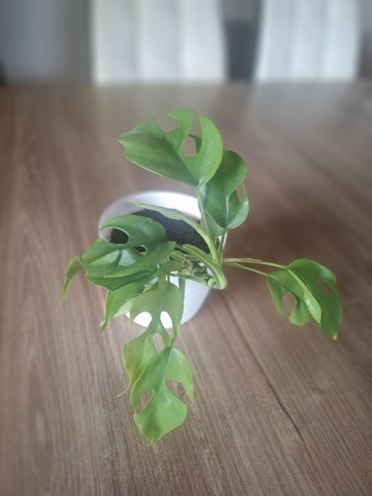 Monstera minima  1