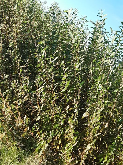 Zielona wiklina wykoszona