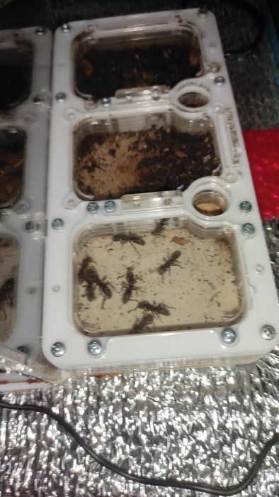 Муравьи пожарники, pachycondyla rufipes, формикарий в комплекте