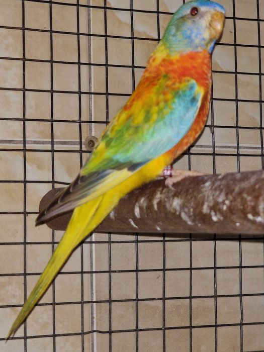 Tenho para ceder Esplendidos, Turquosines e bourkiss prontos a criarem