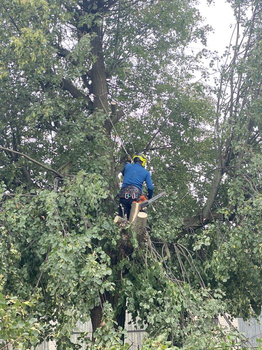 Wycinanie, przycinanie drzew, usługi podnośnikiem koszowym