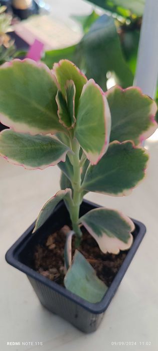 Suculentas pouco comuns