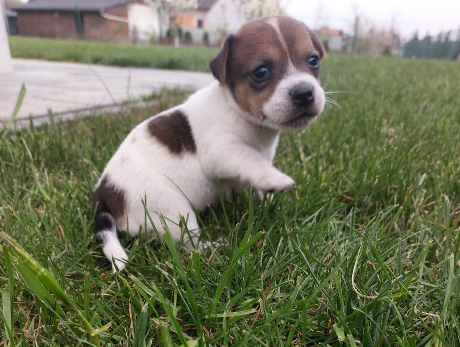 Jack Russell terrier