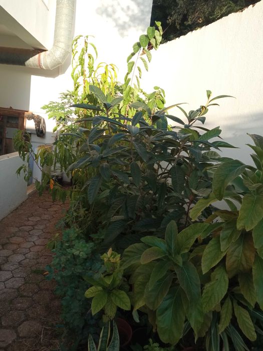 Vendo várias plantas