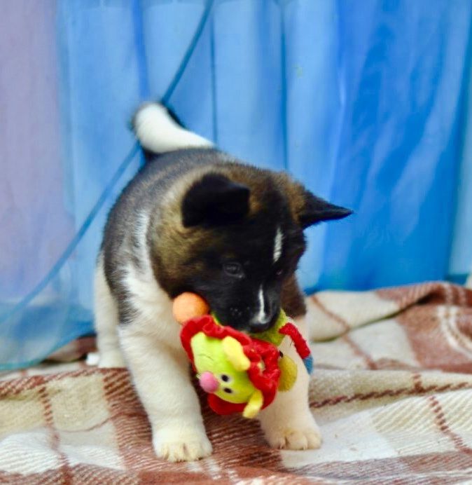 Американська акіта...