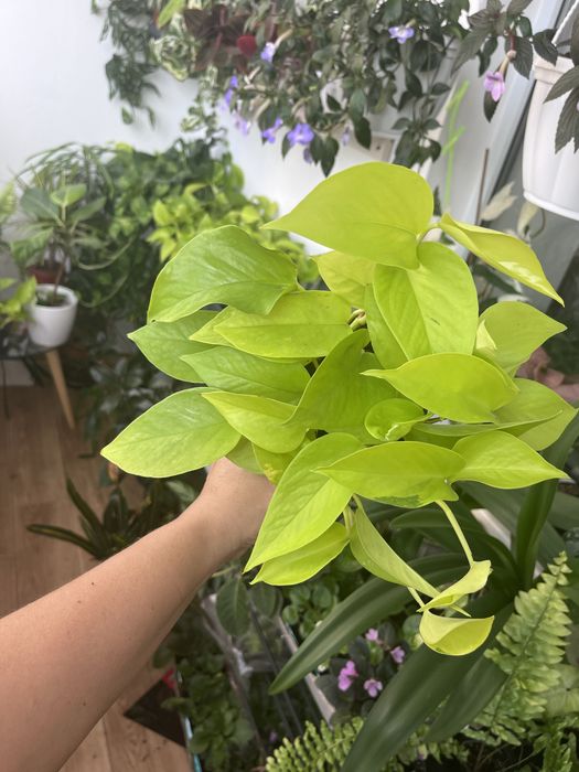 Сциндапсус епіпремнум Golden Pothos,