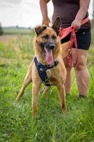 Przyjazny łagodny Logan szuka domku