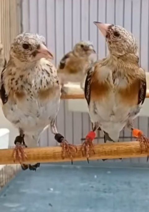 Aves de perfeita saude  maxos e fêmeas