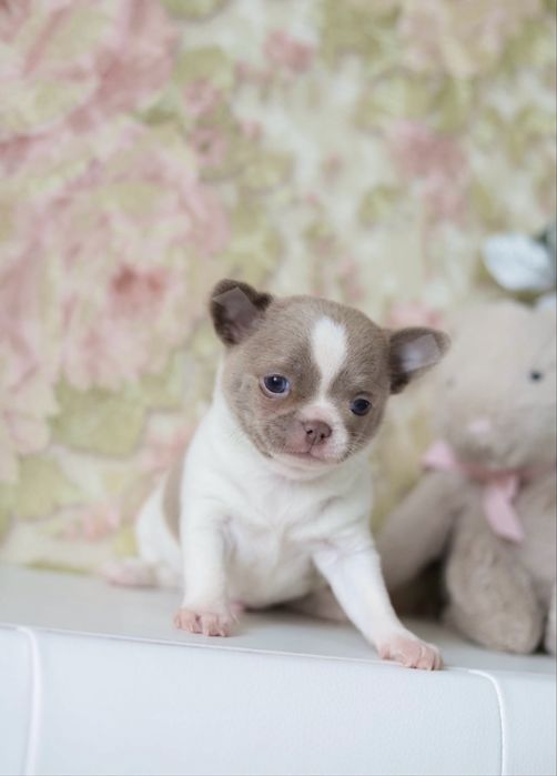 Пропонується хлопчик, стандарт