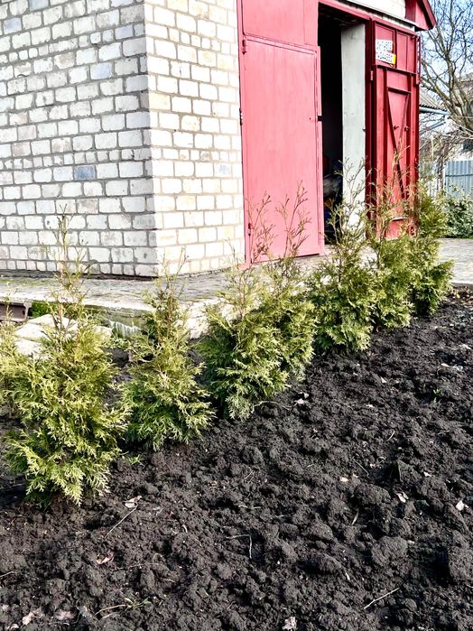 Продам туї смарагд ‼️ЦІНА ДОГОВІРНА ‼️