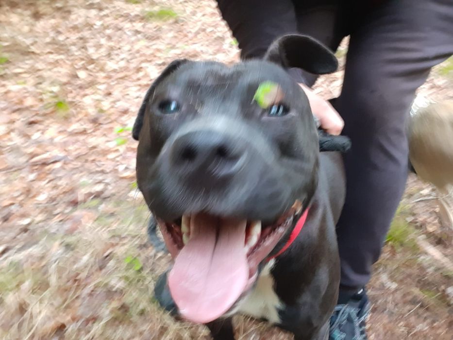 Amstaff do oddania za darmo