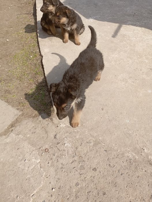 Німецька вівчарка