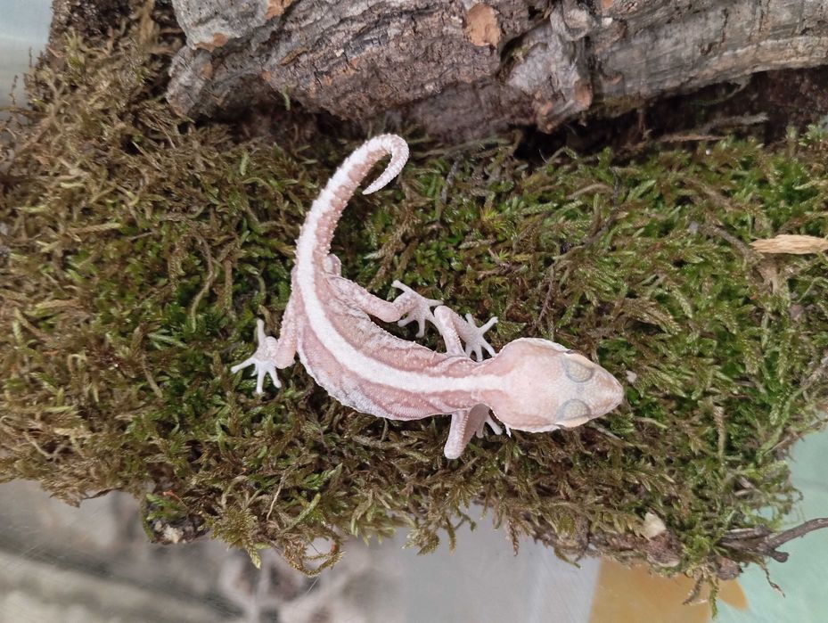 Gekon madagaskarski Paroedura picta xanthic