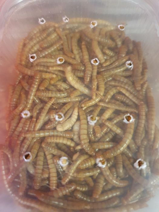 Świerszcze, mączniki, drewnojady || Karmówka, jaszczurka, białko