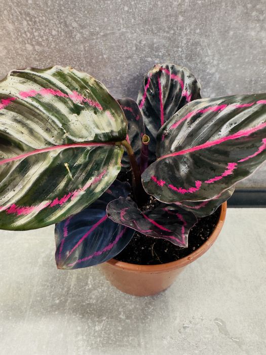 Калатея Дотті (Dottie)