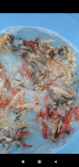 Кої батерфляй з довгими плавниками