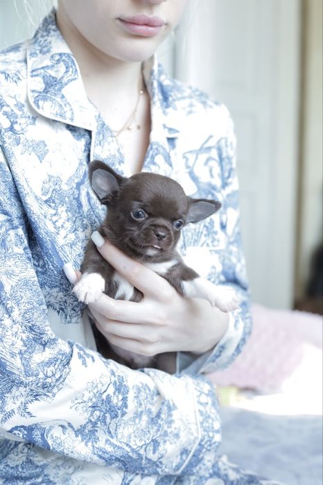 Chihuahua FCI chłopak