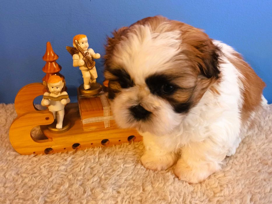 shih tzu piesek biało-złoty