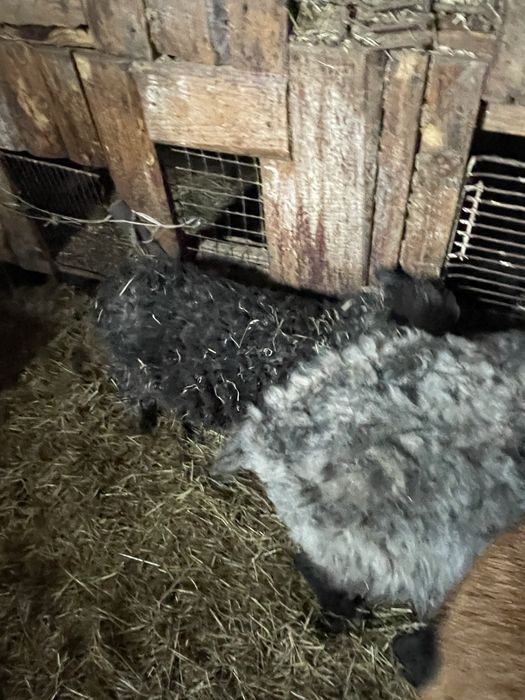 Owce qaessan , kameruńskie