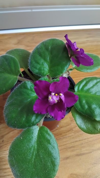 Фіалка стандартна