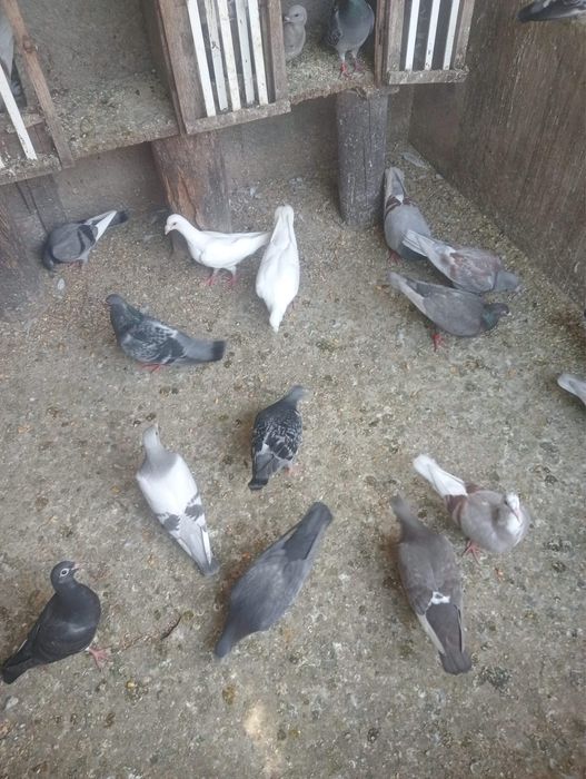 Pombos Correios em Braga