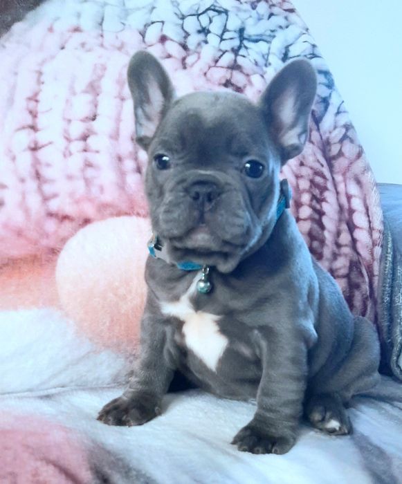 Buldog francuski sunia i piesek