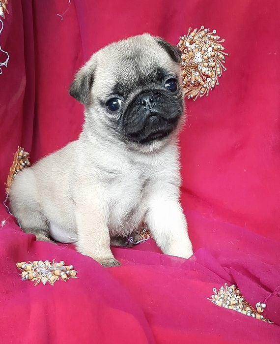 Чудовi мопciки.хлопчик i дiвчинка