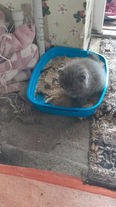 Продається котик та киця