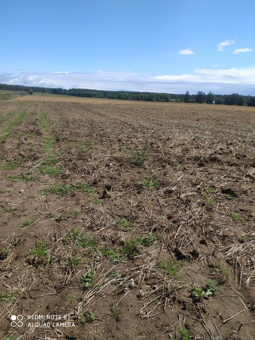 Sprzedam działki budowlane Dębno - Klepin 15 arów. - Widok 6