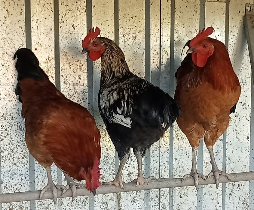 Galos e Frangos vivos