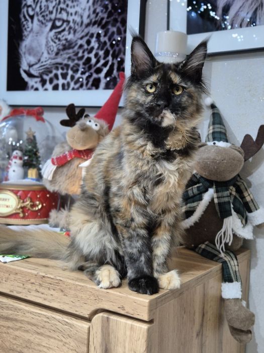 Lolita Cudna kotka Maine Coon