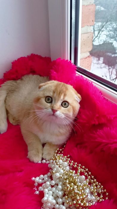 Очень ласковая девочка золотая шиншилла