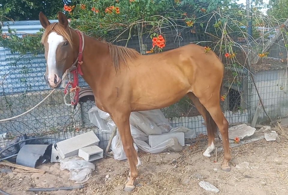 Egua lusitana 5 anos