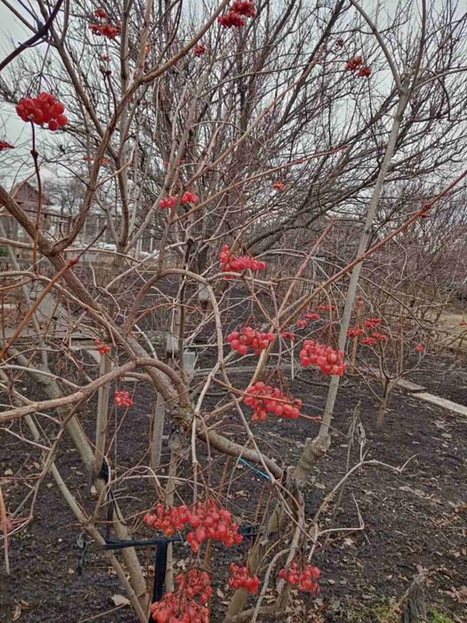 Продаю садовотческое общество Західне