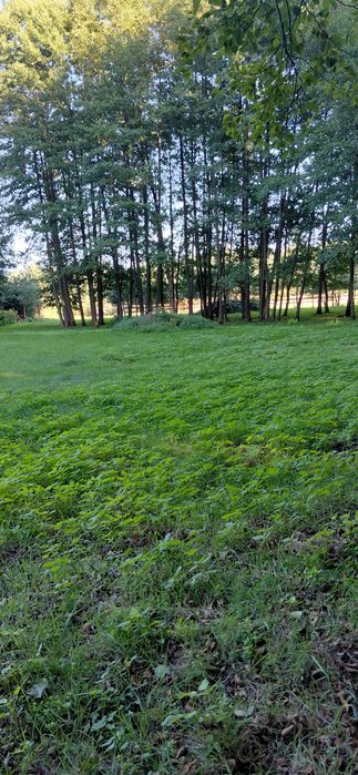 Sprzedam działkę budowlaną wśród lasów - Widok 2