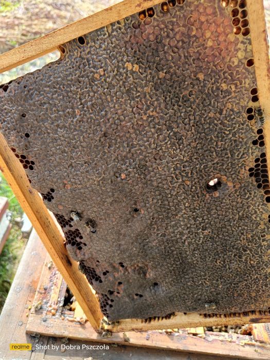 Miód gryczany najlepszy w województwie Świętokrzyskim