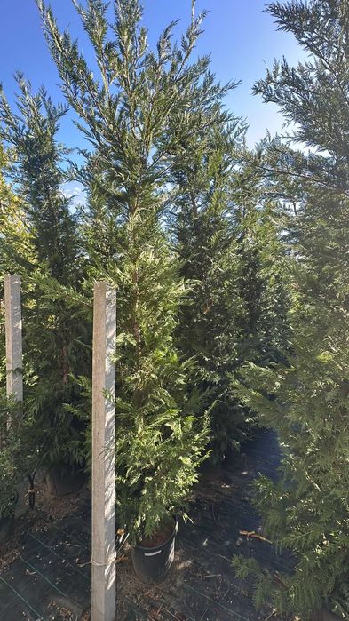 Cupressus Leylandii 200/300/400CM