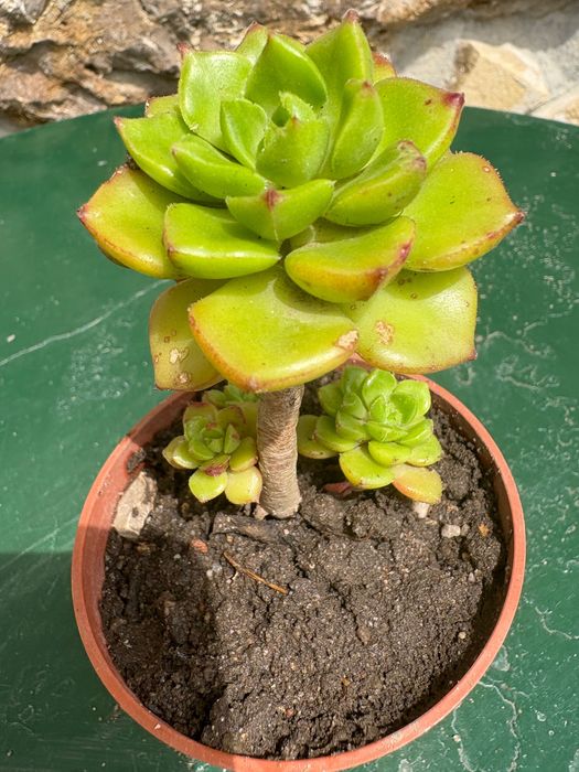 Suculenta Sedeveria Letizia preço 1€