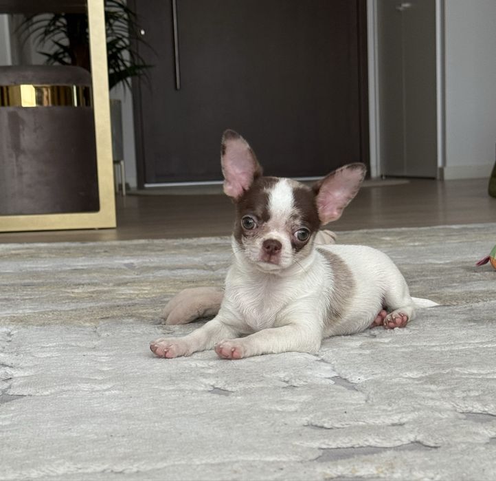 Excelente mini menina chihuahua/chiuaua Linhagem Russa.Qualidade