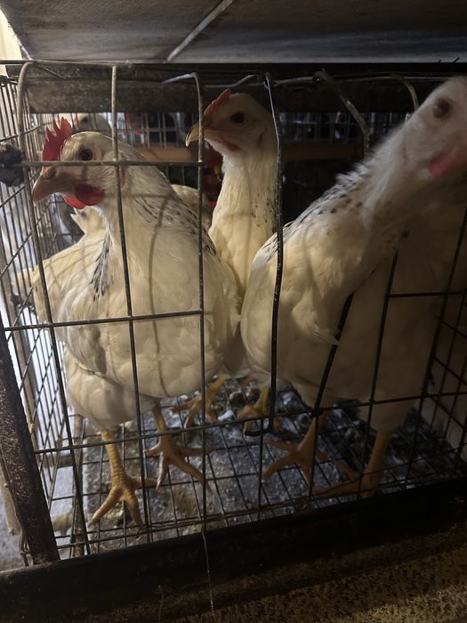Продам курей породи Чеський Домінант