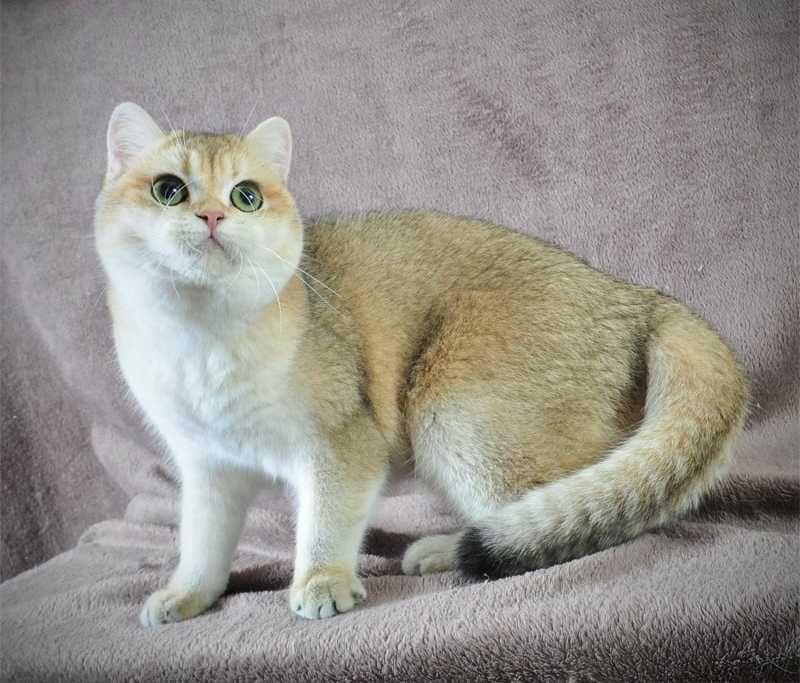 Золотая британская девочка