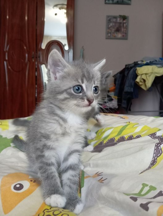 шукаємо домівку кошенятам