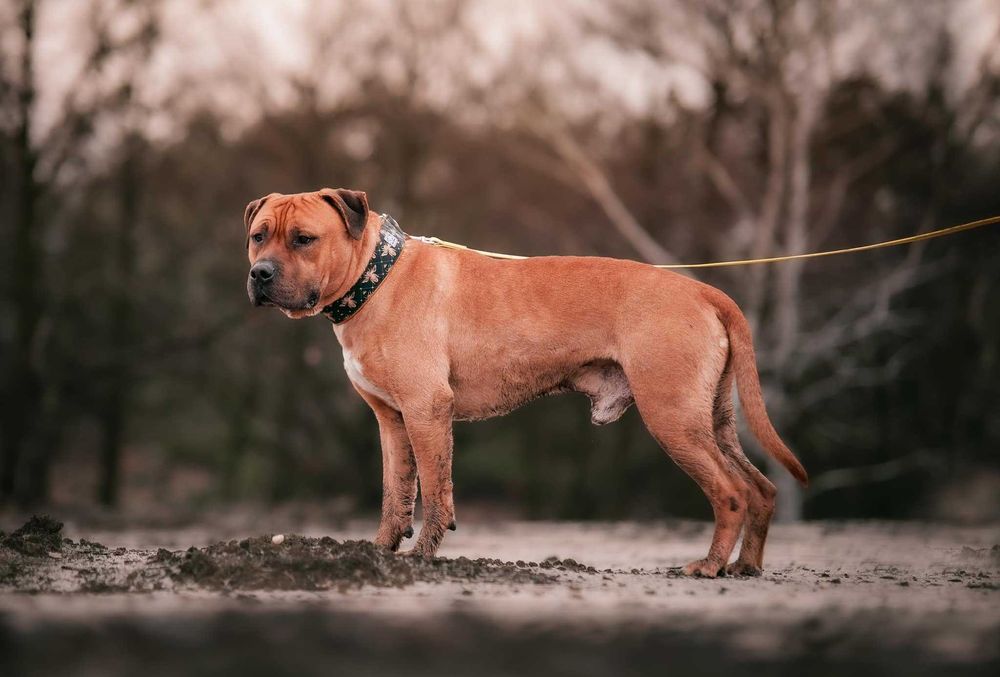 Clyde – wierny przyjaciel szuka spokojnego miejsca na ziemi