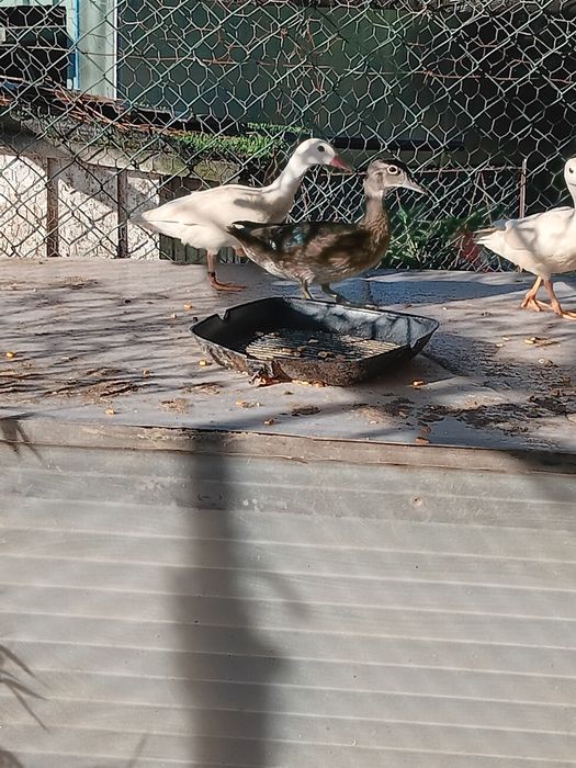 Patos mandarim branco ho