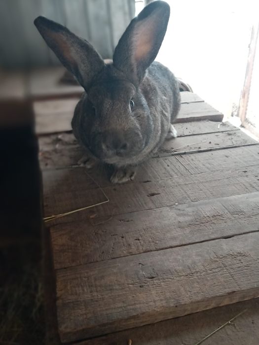 Продам або обміняю кролика