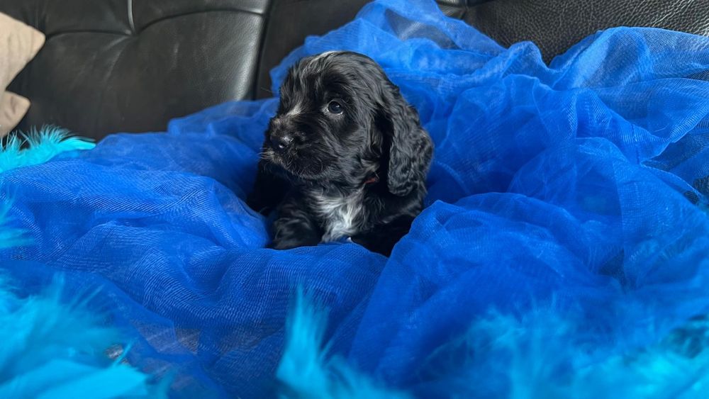 Cocker spaniel inglês